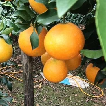 爱媛采摘季节，价格电话联系***********