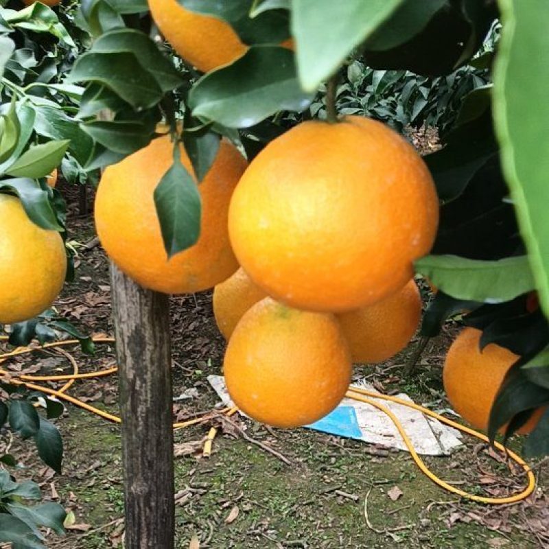 爱媛采摘季节，价格电话联系***********