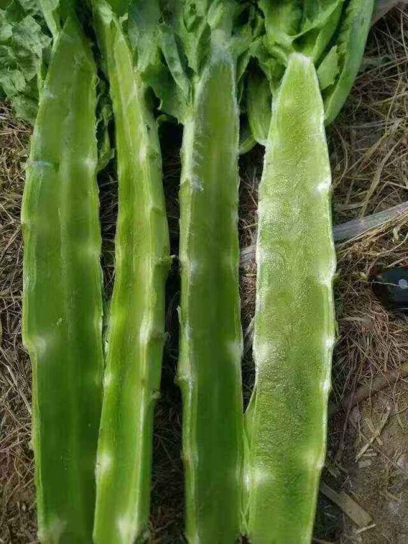 【山东莴苣】临沂莴笋/电商团购一件代发量大从优价格美丽