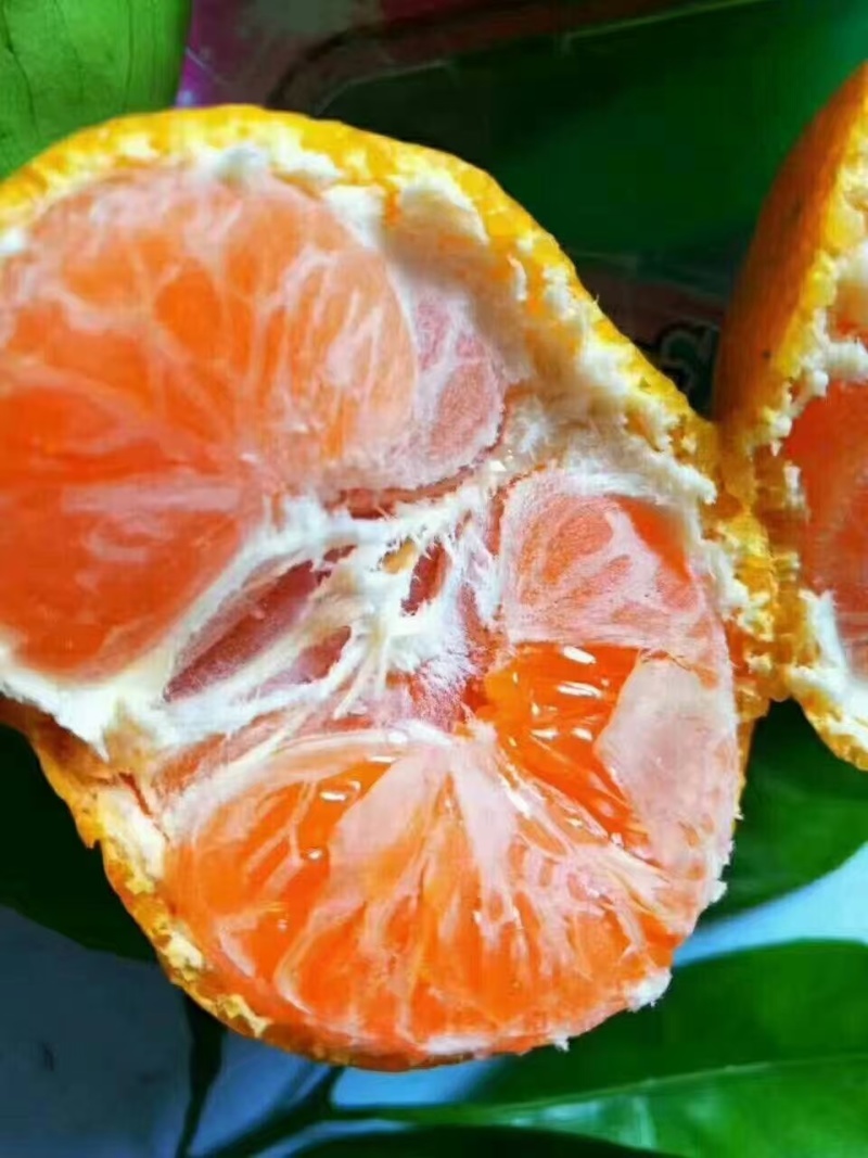 浙江涌泉蜜桔（预售）