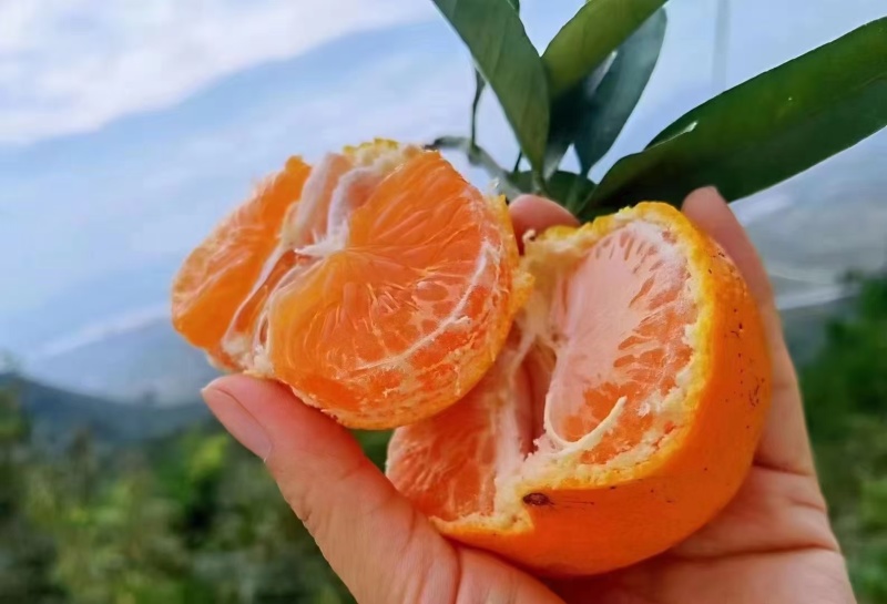 浙江涌泉蜜桔（预售）