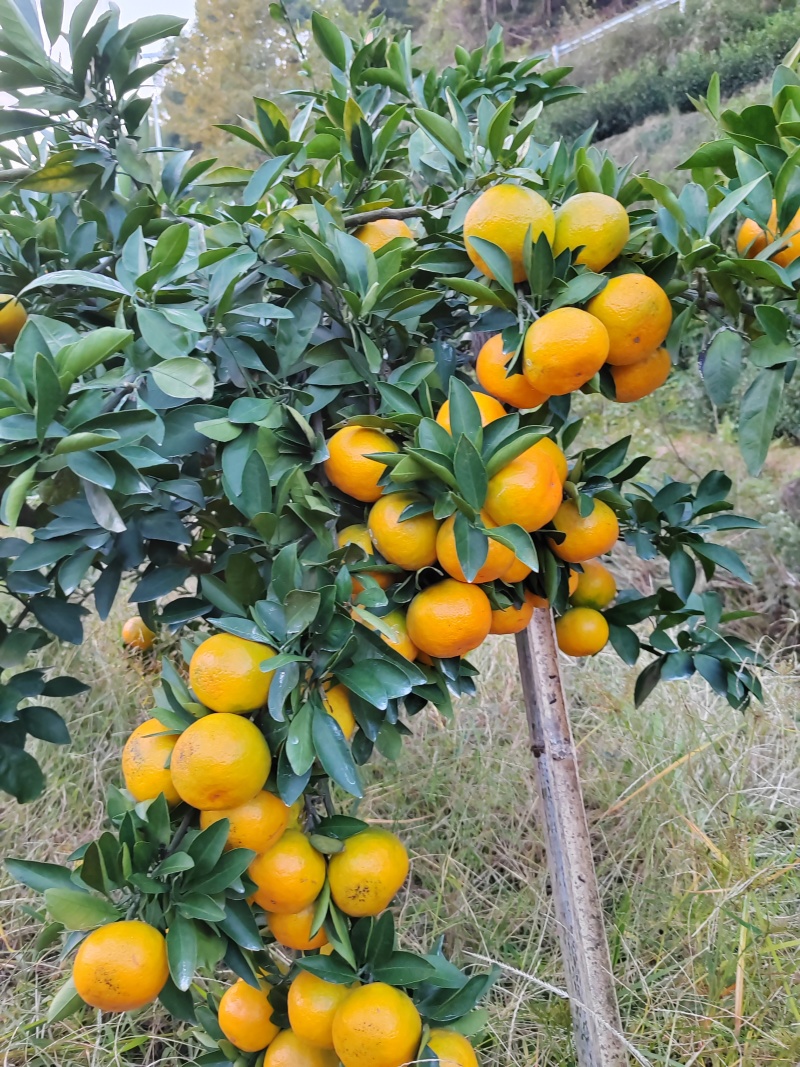 浙江涌泉蜜桔（预售）