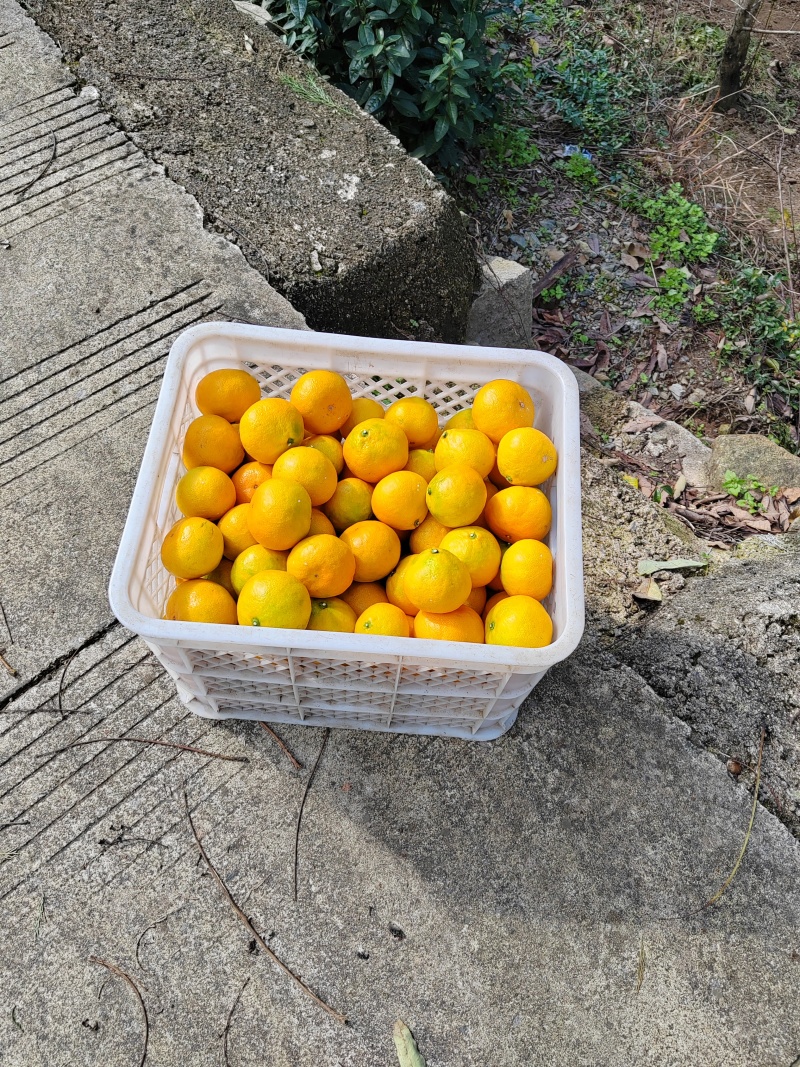 浙江涌泉蜜桔（预售）