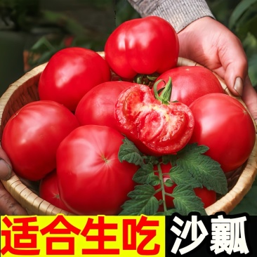 四川攀枝花西红柿/沙瓤西红柿/产区直发/