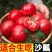 四川攀枝花西红柿/沙瓤西红柿/产区直发/
