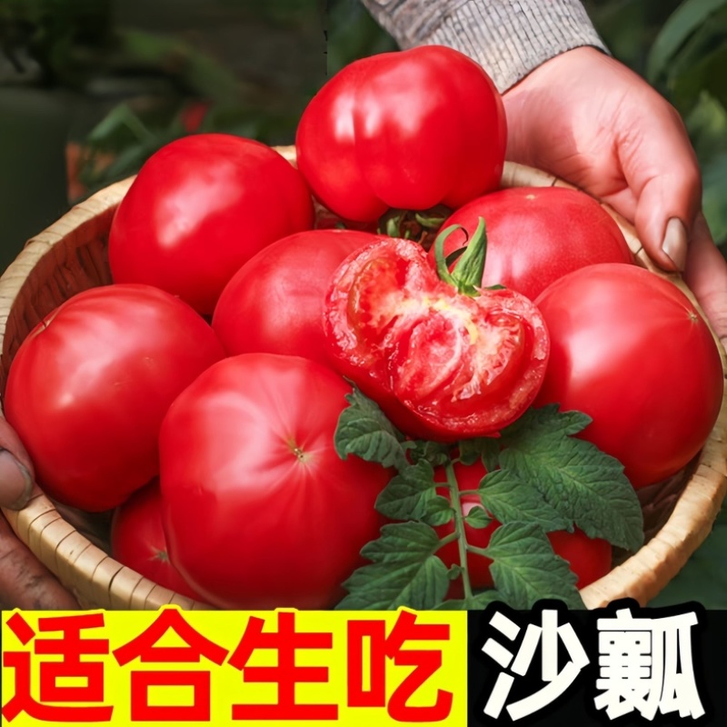 四川攀枝花西红柿/沙瓤西红柿/产区直发/