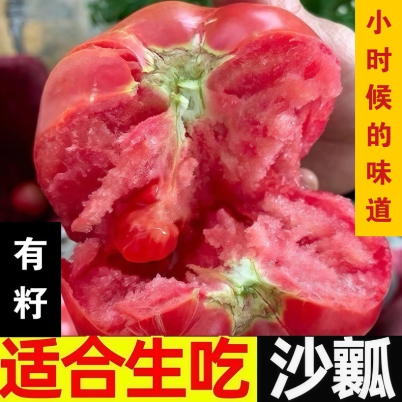 四川攀枝花西红柿/沙瓤西红柿/产区直发/