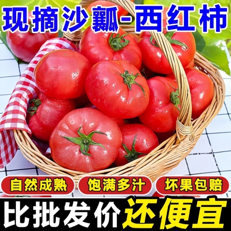 四川攀枝花西红柿/沙瓤西红柿/产区直发/