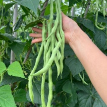 架豆王豆角架豆王产地直发，全国发货，物美价廉，精品豆王