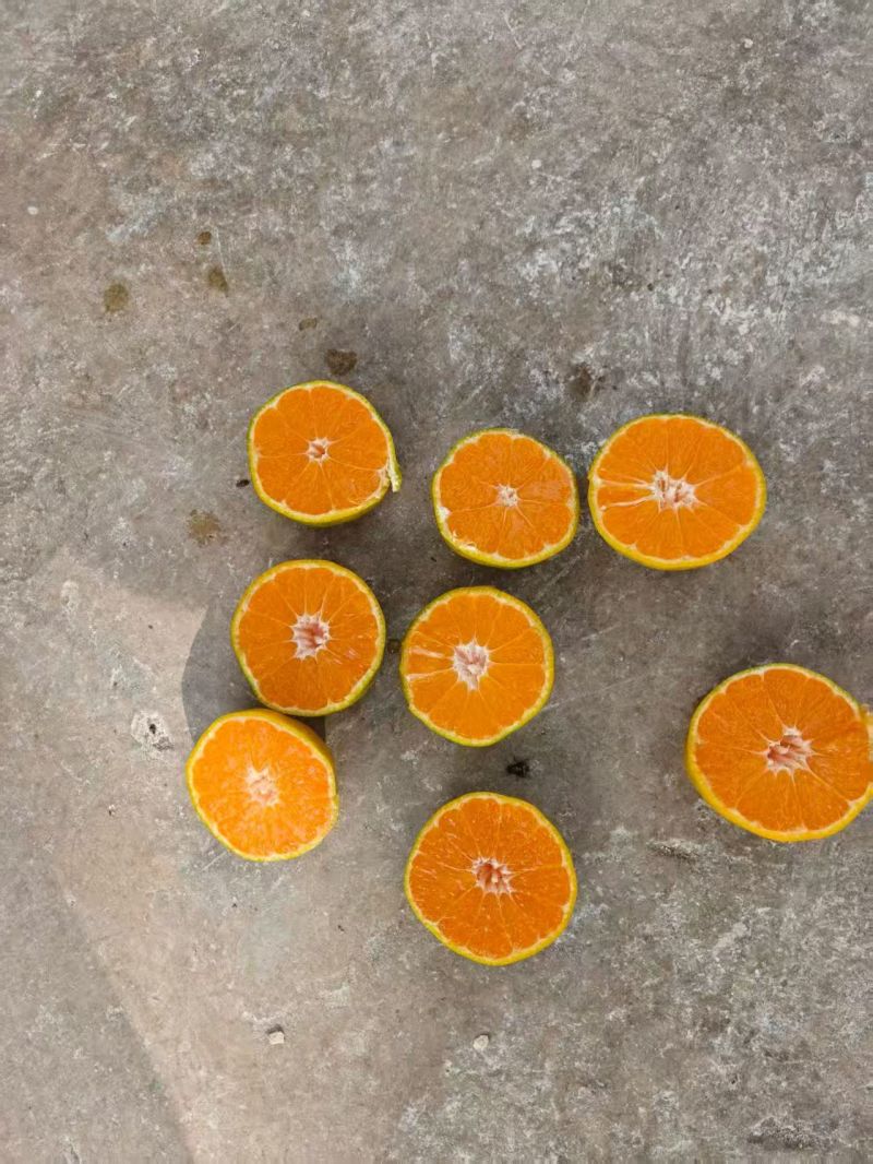 湖南蜜橘皮薄暴甜产地直供品质保证诚信经营对接批发市场超市