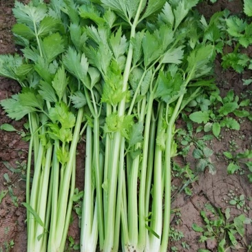 陕西兴平芹菜