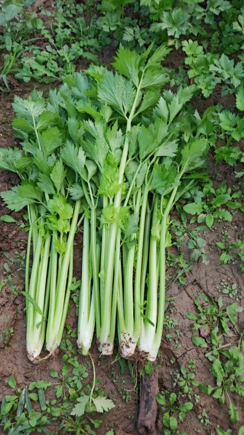 陕西兴平芹菜