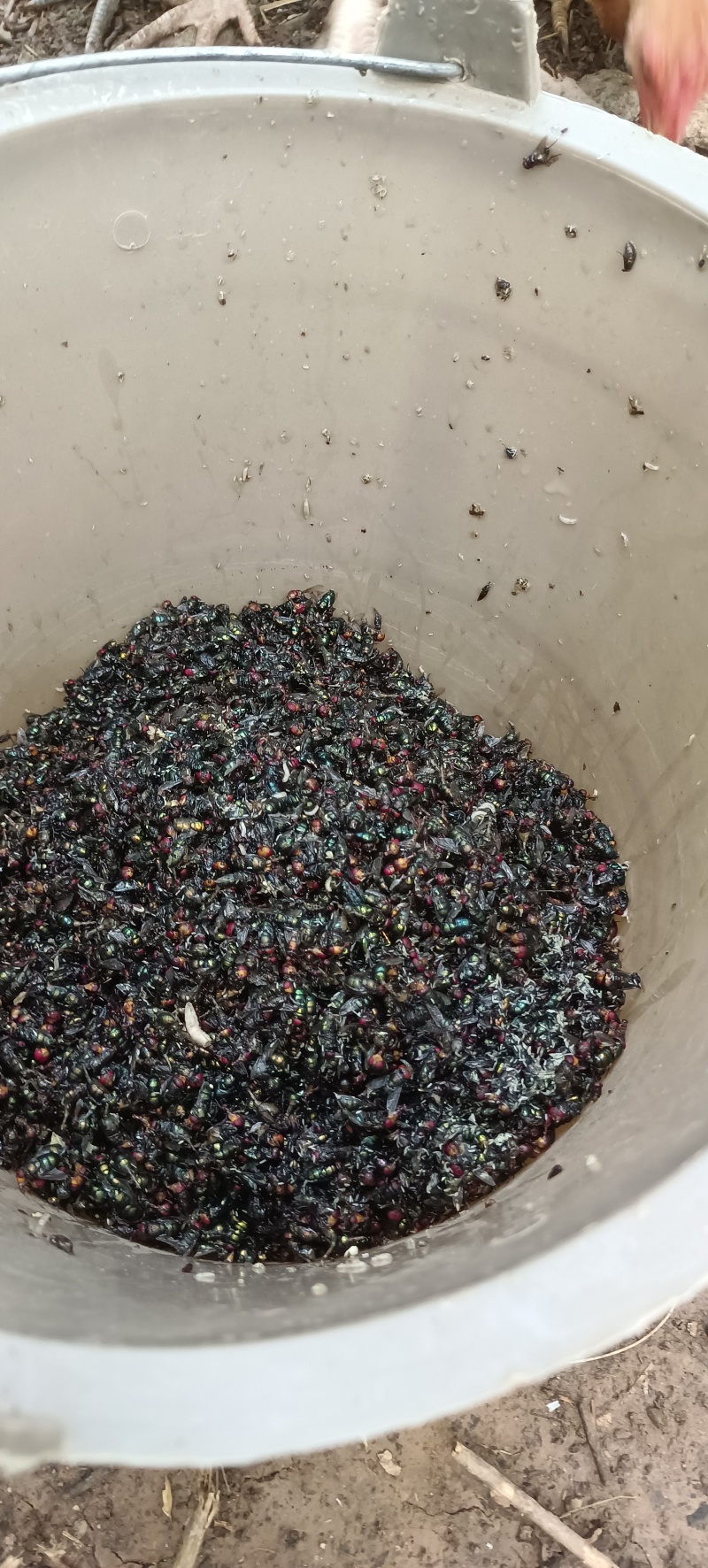 散养土鸡蛋受精蛋虫草蛋