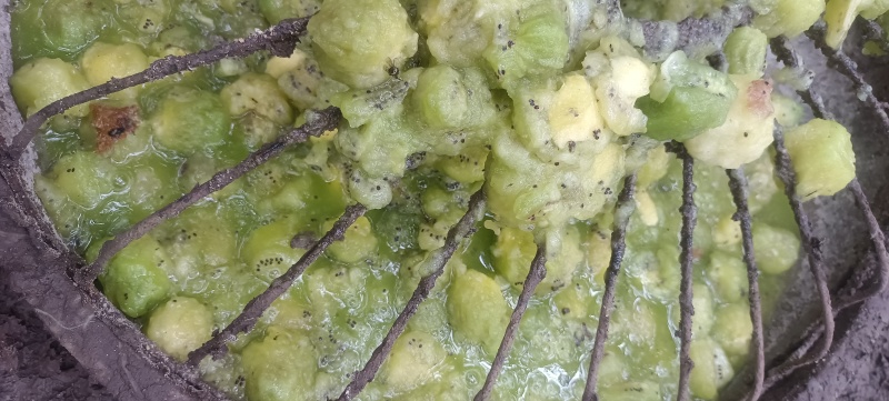 散养土鸡蛋受精蛋虫草蛋