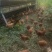 散养土鸡蛋受精蛋虫草蛋