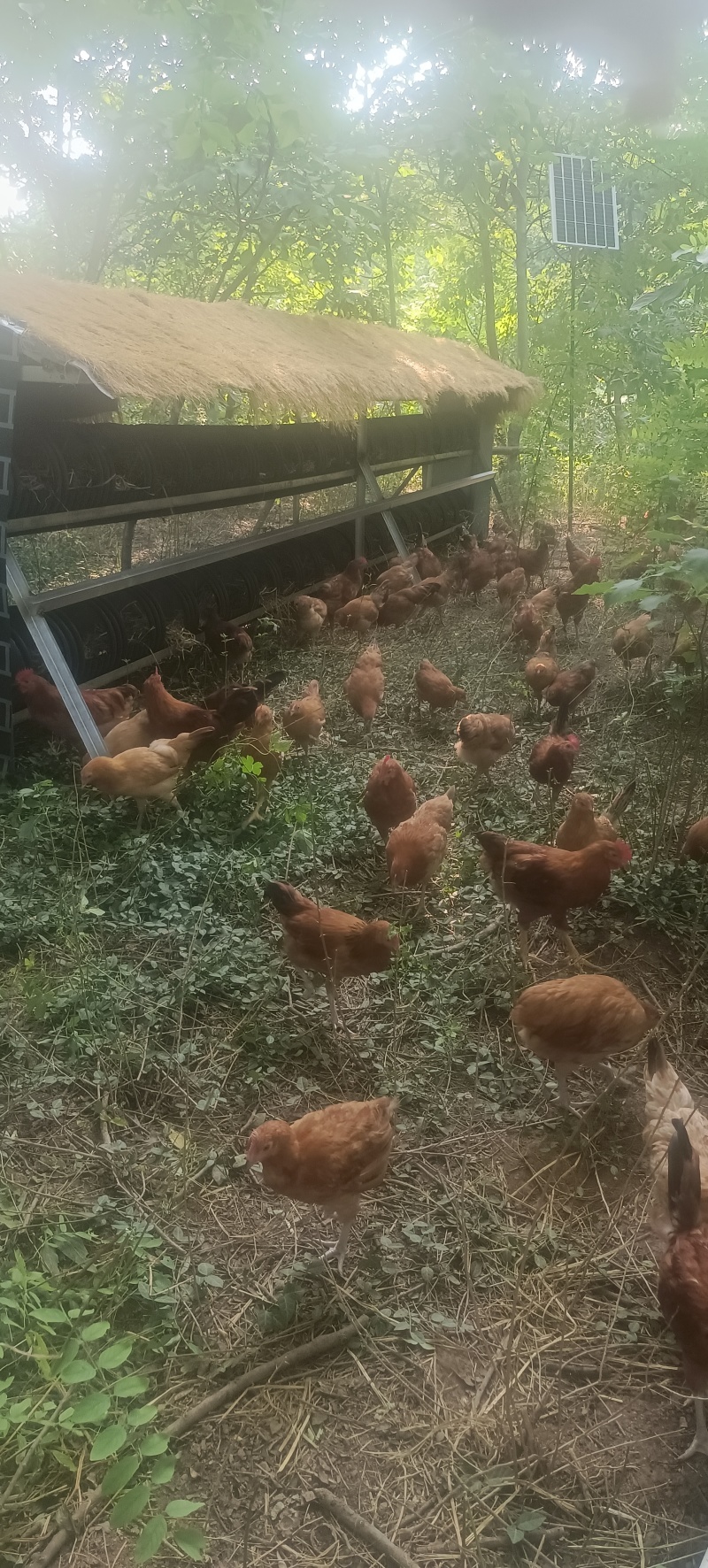 散养土鸡蛋受精蛋虫草蛋