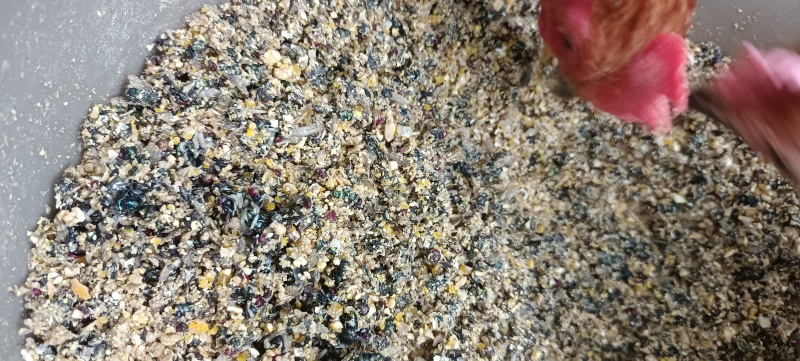 散养土鸡蛋受精蛋虫草蛋
