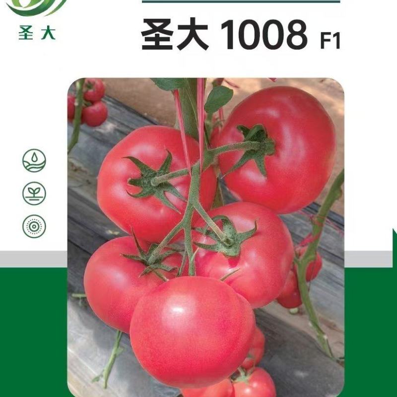 蕃茄种子，圣大1008，早熟硬果深粉，产量高，无青皮，抗