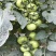 蕃茄种子,圣大1008,早熟硬果深粉,产量高,无青皮,抗