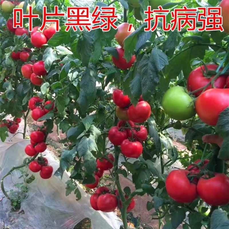 蕃茄种子，圣大1008，早熟硬果深粉，产量高，无青皮，抗