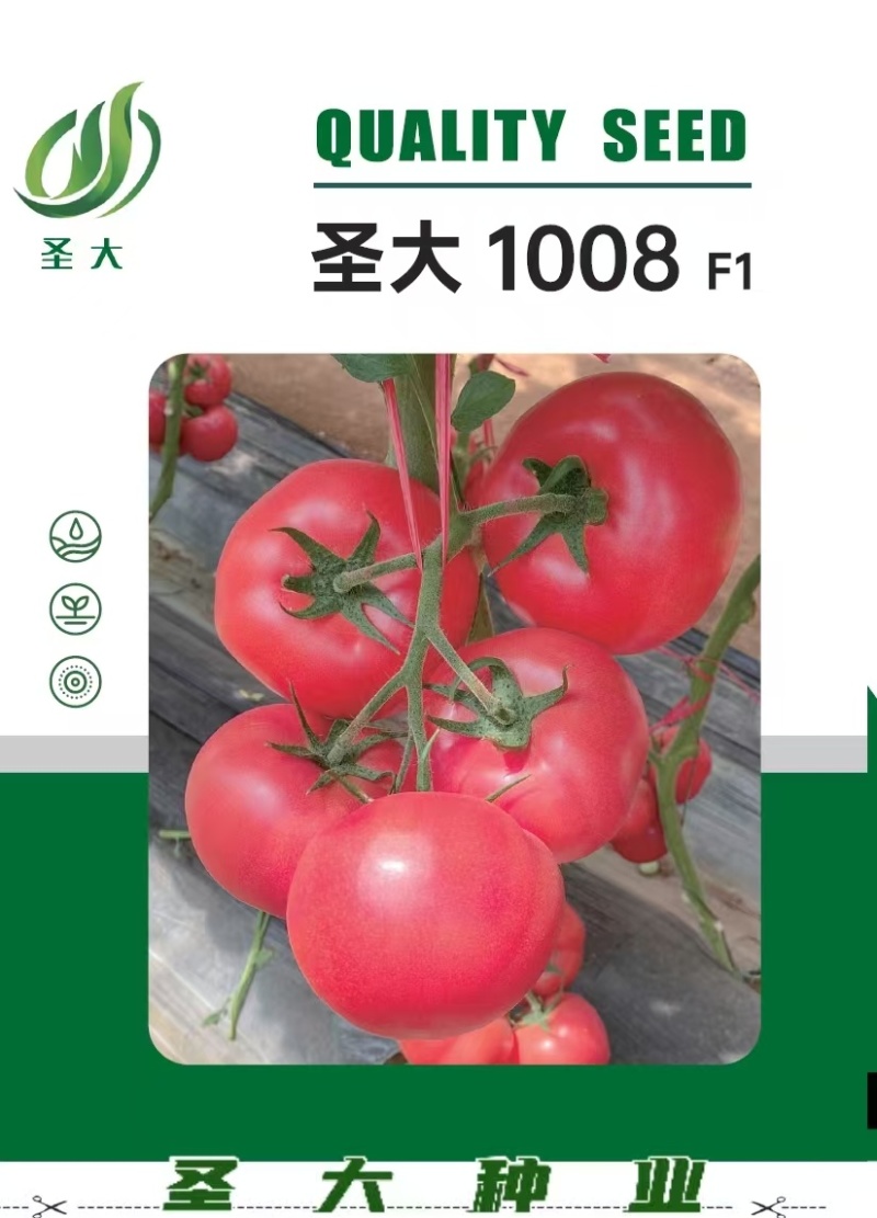 蕃茄种子，圣大1008，早熟硬果深粉，产量高，无青皮，抗