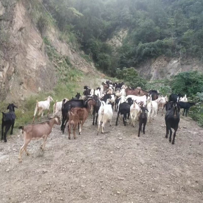 放养山羊自家养殖，保质保量，肉质细嫩，量大从优