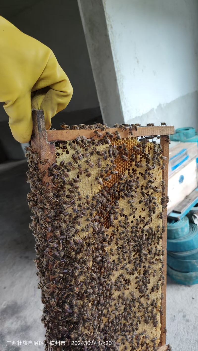 荔枝蜜和龙眼蜜大量接单产地直发量大从优欢迎来电咨询