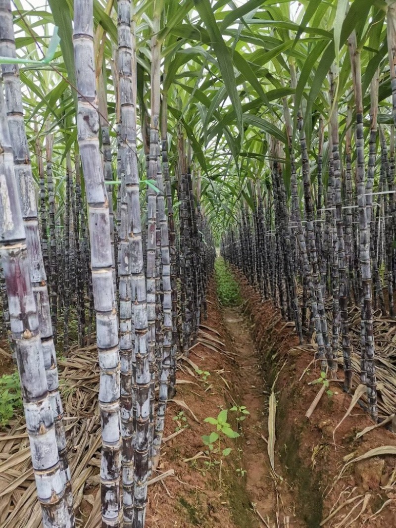 【热卖】商丘脱毒原种甘蔗苗基地供应量大质优价优欢迎电