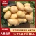 牛商丘脱毒种薯沃土5号+产地直发质优价优欢迎电联