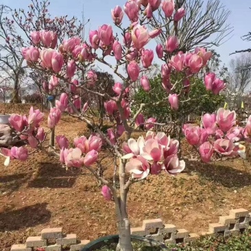 盆景玉兰，矮化浅霞盆景玉兰，三季开花，花多而艳，好养好活