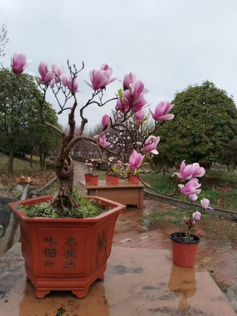 盆景玉兰，矮化浅霞盆景玉兰，三季开花，花多而艳，好养好活