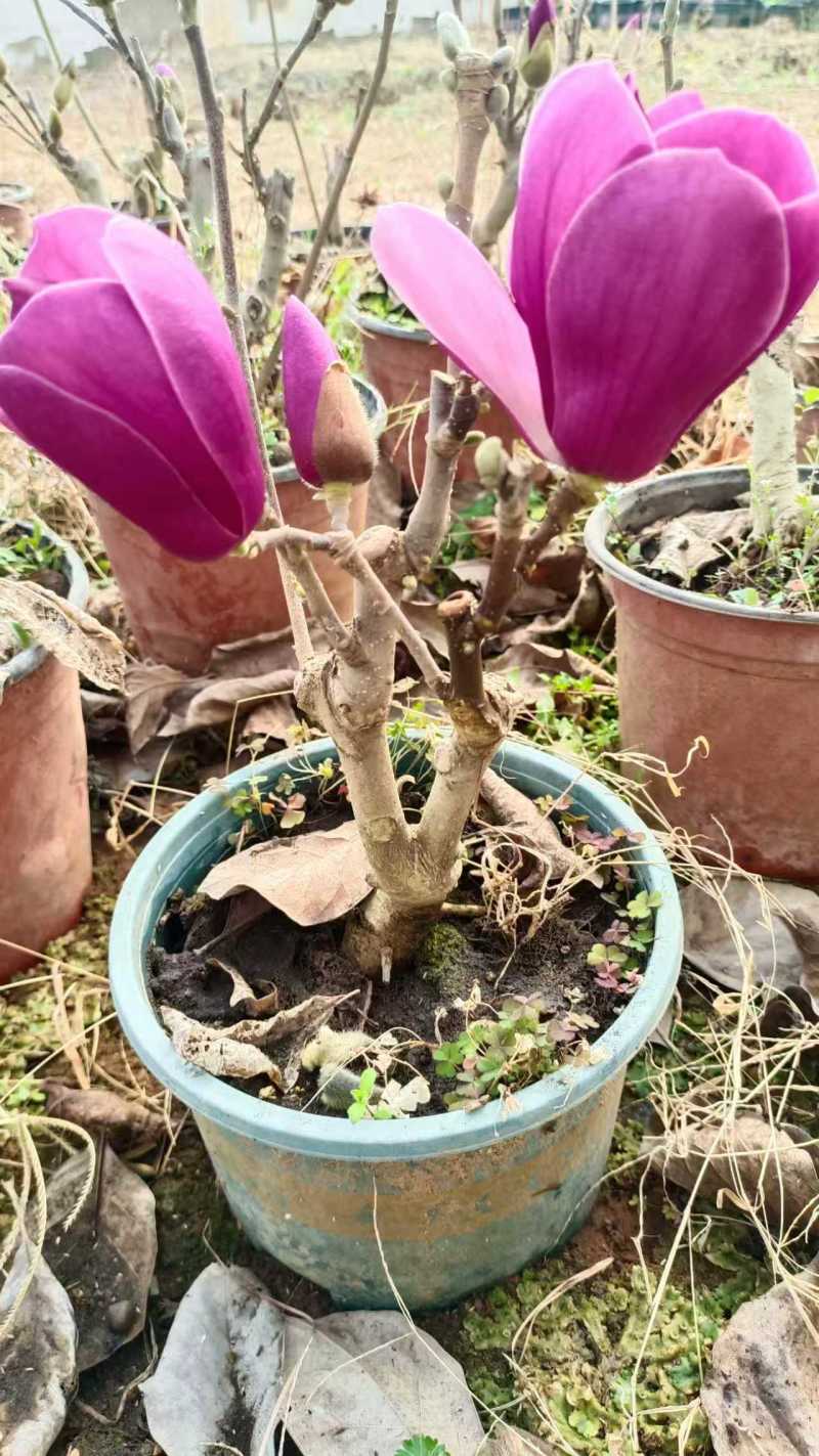 盆景玉兰，矮化浅霞盆景玉兰，三季开花，花多而艳，好养好活