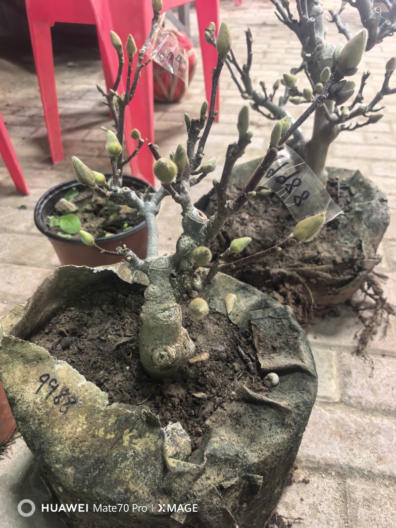 盆景玉兰，矮化浅霞盆景玉兰，三季开花，花多而艳，好养好活