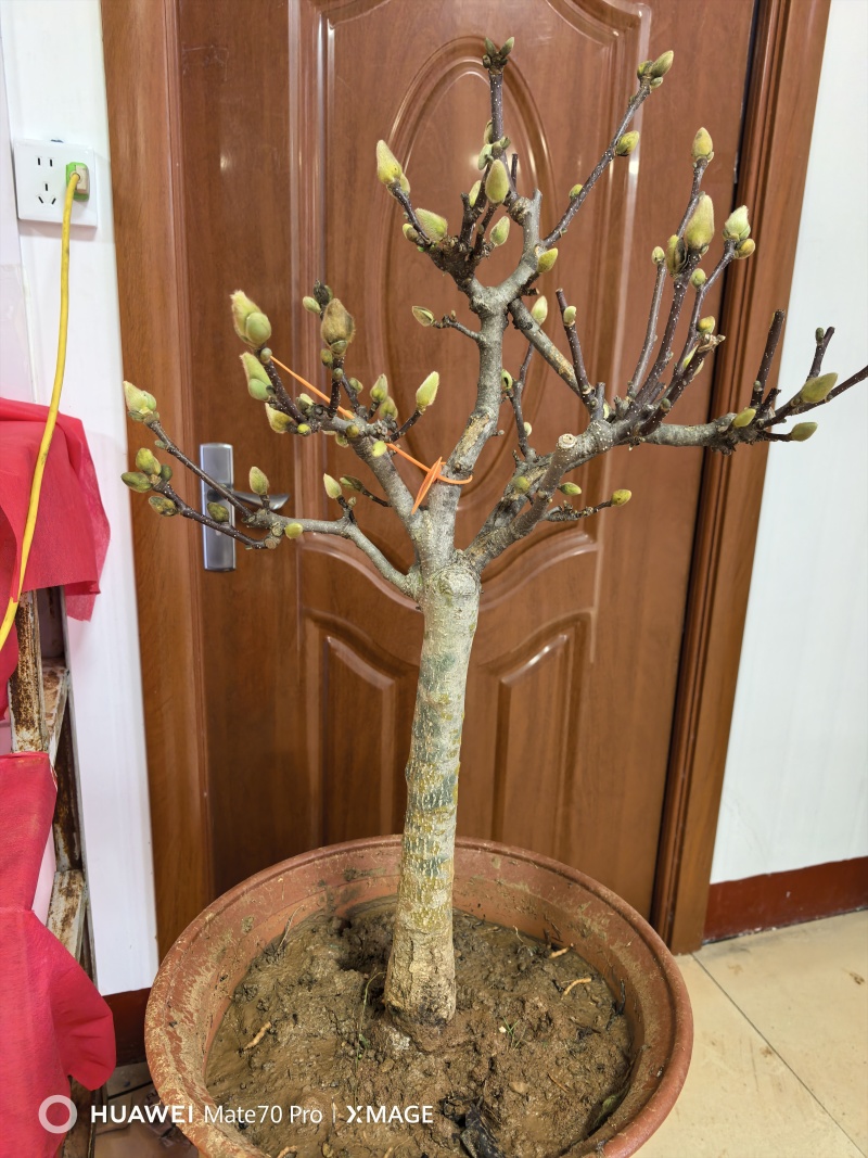 盆景玉兰，矮化浅霞盆景玉兰，三季开花，花多而艳，好养好活