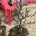 盆景玉兰，矮化浅霞盆景玉兰，三季开花，花多而艳，好养好活