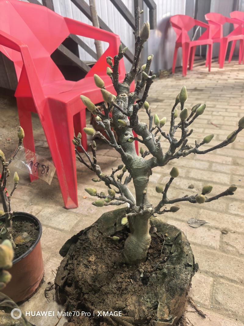 盆景玉兰，矮化浅霞盆景玉兰，三季开花，花多而艳，好养好活