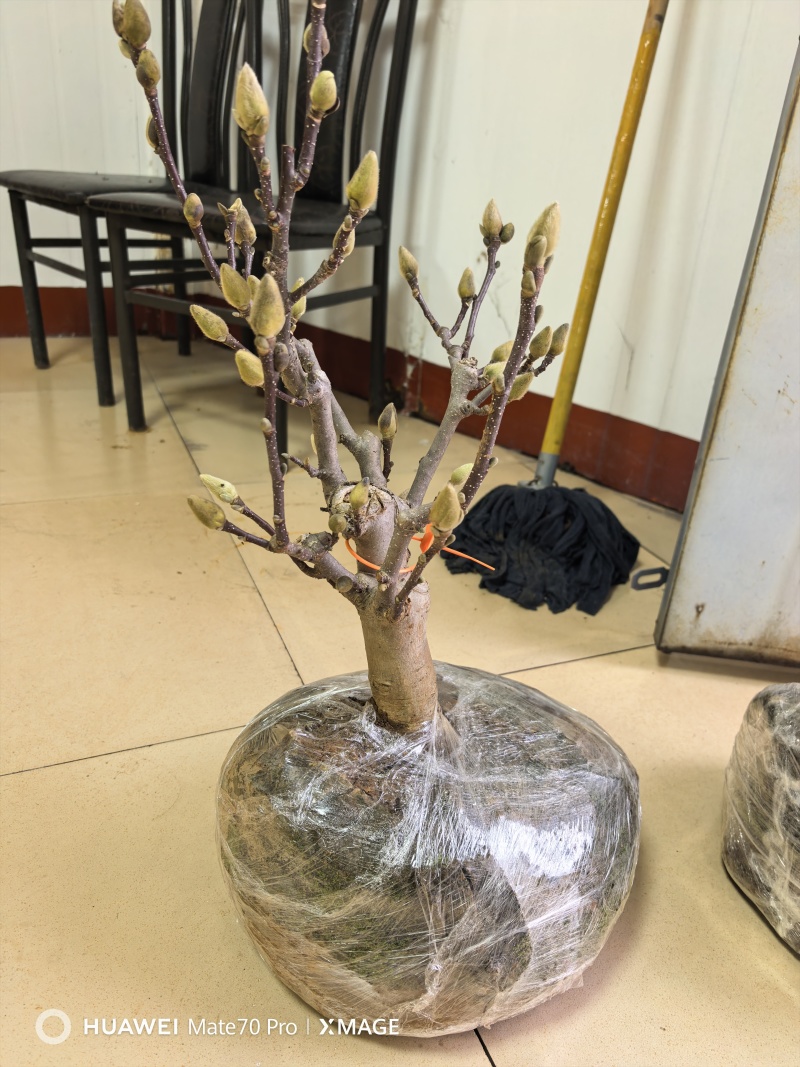 盆景玉兰，矮化浅霞盆景玉兰，三季开花，花多而艳，好养好活