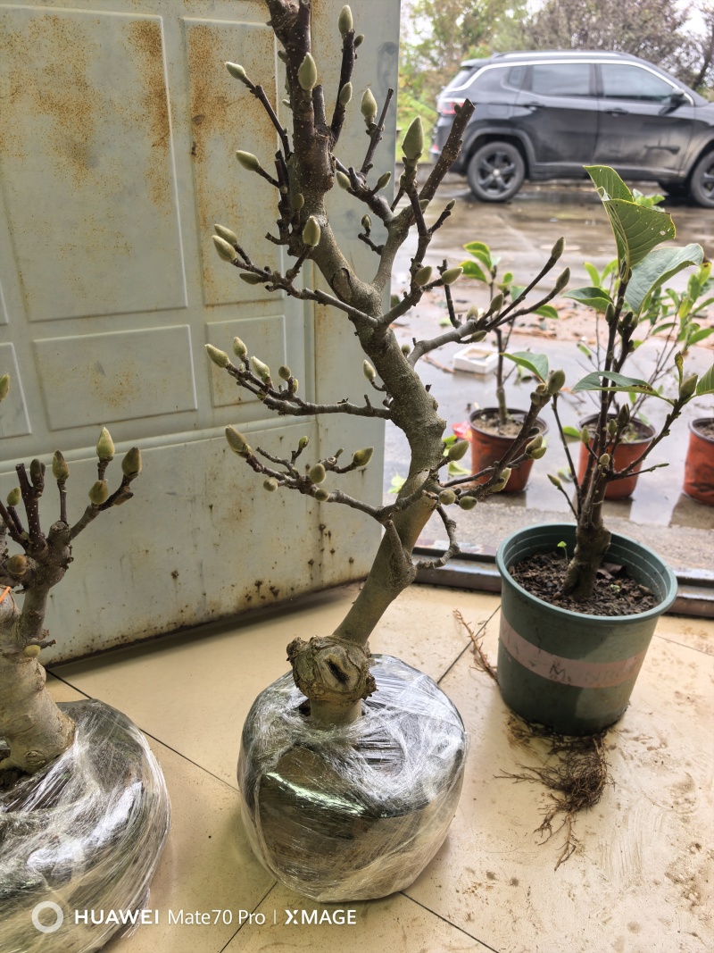盆景玉兰，矮化浅霞盆景玉兰，三季开花，花多而艳，好养好活