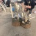 盆景玉兰，矮化浅霞盆景玉兰，三季开花，花多而艳，好养好活
