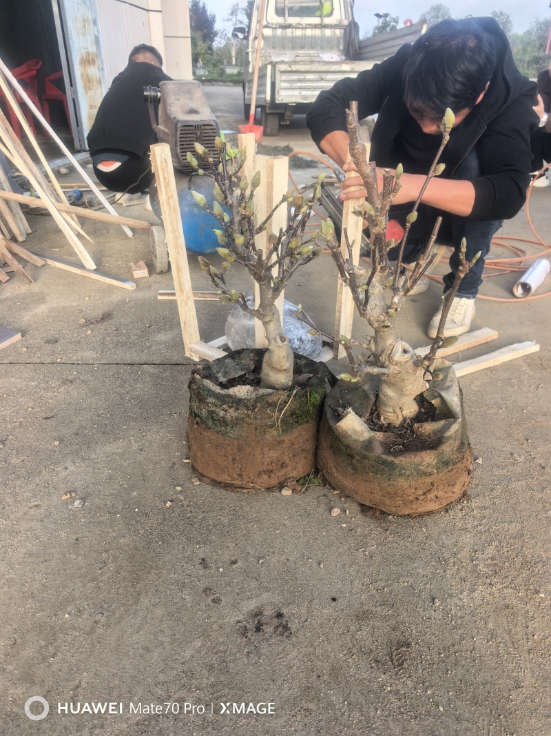 盆景玉兰，矮化浅霞盆景玉兰，三季开花，花多而艳，好养好活