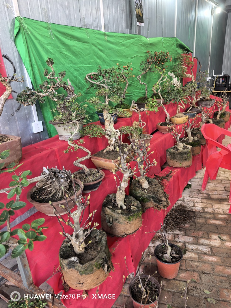 盆景玉兰，矮化浅霞盆景玉兰，三季开花，花多而艳，好养好活
