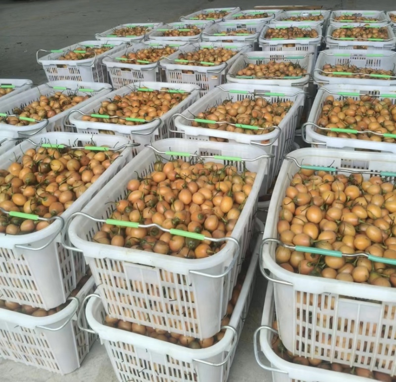 树番茄原浆供餐饮渠道奶茶店饮料工厂一手货源