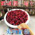 五味子中药材辽五味子油籽泡茶泡酒正品新货长白山北五味子