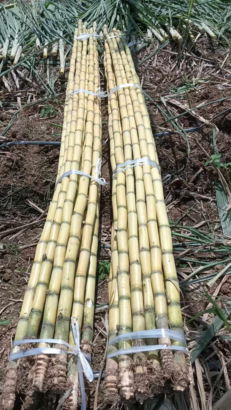 云南黄金甘蔗大量现货持续供应中大棒子个头高口感好