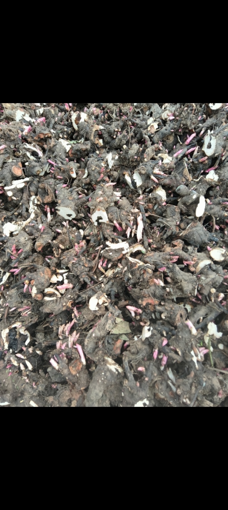 【热卖】安徽优质白芍苗百亩种植基地多年种植品质优良