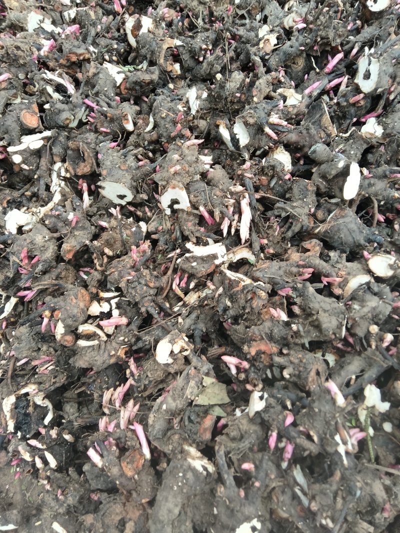 【热卖】安徽优质白芍苗百亩种植基地多年种植品质优良