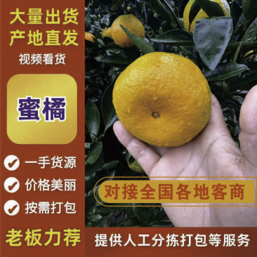 看！湖南蜜橘对接市场，洗果打蜡分级
