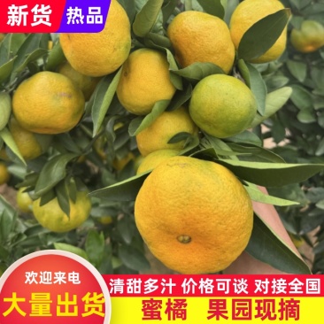 湖南国普早蜜橘大量现货供应保质保量代发全国