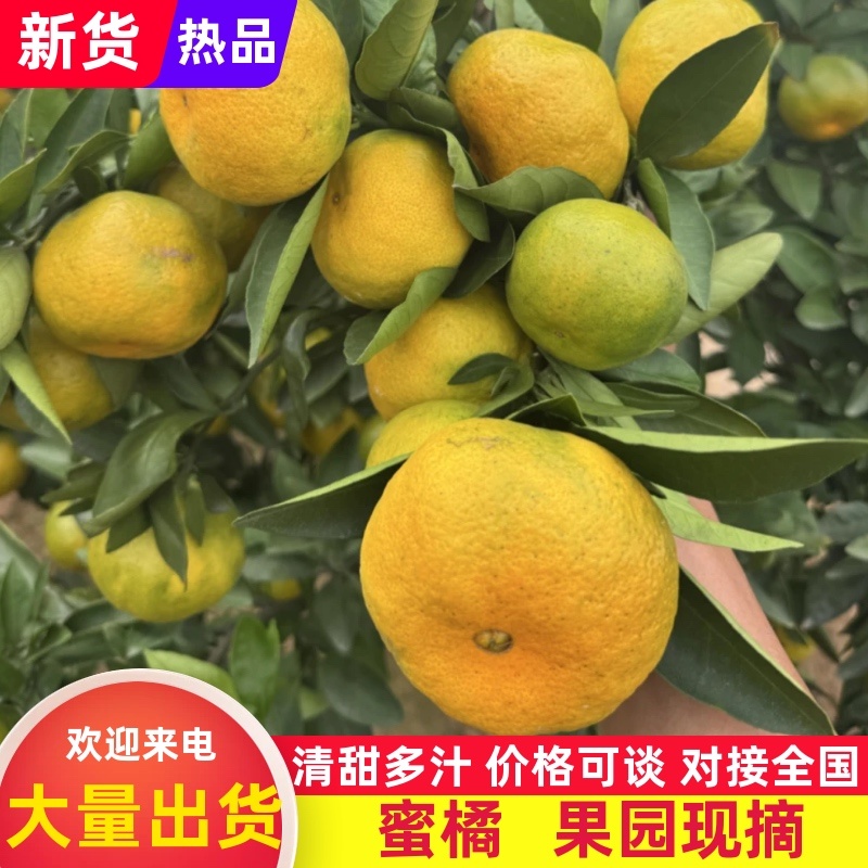湖南国普早蜜橘大量现货供应保质保量代发全国