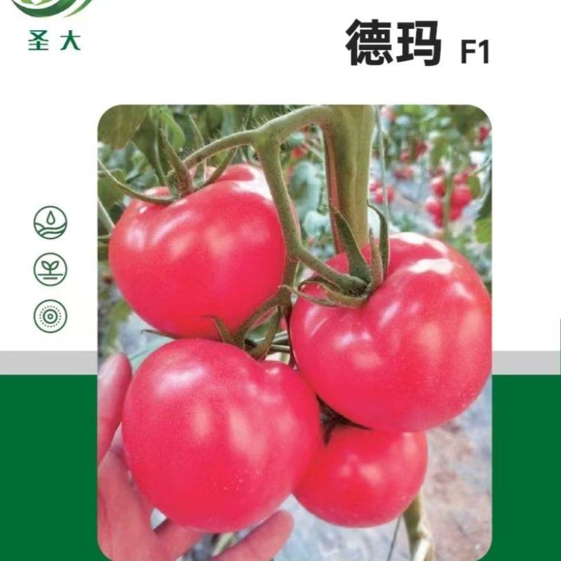 蕃茄种子，圣大硬粉德玛，中早熟品种，无限生长，抗病